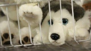 Adopt A Plush Animal - Husky! [OFFICIAL]