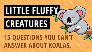  Great Koala Animal Quiz - What do you know about these small Fluffy Creatures? ⭐️⭐️⭐️