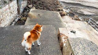 The beach has disappeared due to flooding. Shibe stands in front of the collapsed walkway.