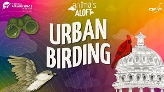 Urban Birding