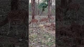 Panna Tiger Reserve | Be Local Vlogs