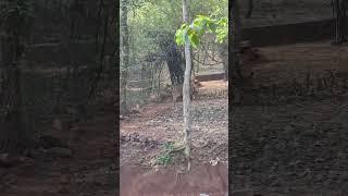 #tiger #adventure #shorts #youtubeshorts #travel