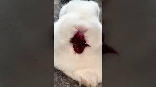 The little rabbit eats cherries and his mouth is full of them. Cute pet debut plan. Rabbit. Past