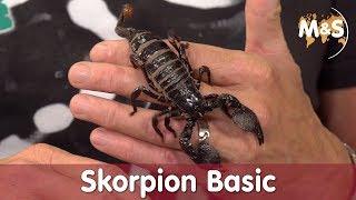 Ist er tödlich? | Pandinus imperator Skorpion Basic | Reptil TV