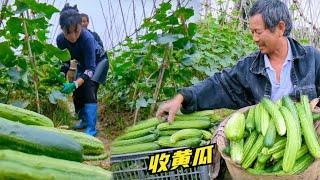 种植最期待的环节，老爸摘菜笑的合不拢嘴，丰收的快乐滋润人心！