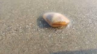sea shells at Visakhapatnam beach