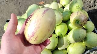 Динна груша, Пепіно/ Пепино (лат. Solanum muricatum). Підготовка на зиму, збір врожаю. Частина 2.