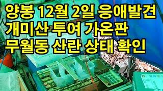 양봉 12월 2일 응애발견 개미산 투여 가온판 무월동 산란 상태 확인