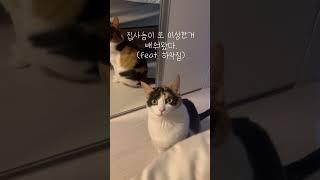 #고양이 #하악질 #cat #삼색이 