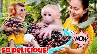 Monkey Kaka And Baby Monkey Enjoy Grandpa's Delicious Vineyard