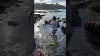 70 Catching a giant Two Spot Octopus #octopus #octopi #tidepools #ocean #beach #california #outdoors