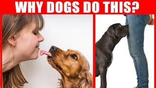 40 Strange Dog Behaviors Explained. Dog Body Language. Jaw-Dropping Facts about Dogs