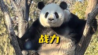 熊猫界战斗力排行榜，第一名毫无争议。