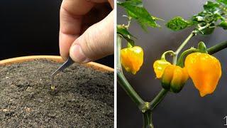 Growing Scorpion Chili Time Lapse - Seed To Fruit In 175 Days