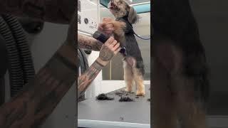 Yorkie Pup Groom