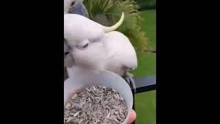 Sulphur-crested cockatoo Parrot  Tame |Enjoy Natural Life|  #viral #viralvideo#thebluechicken#cute