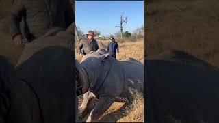 Rhino Conservation Experience with Ranger Buck