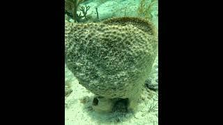 Sea Sponge #sponge #seasponge #underwater #esponja