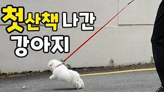 어린 강아지 첫 산책. 훈련사는 이렇게 시킵니다.