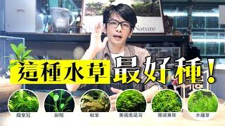 水草缸開缸囉~【陰性水草篇】這種水草最好種!