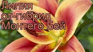 Лилия от-гибрид Монтего Бей (lilium)  Монтего Бей обзор: как сажать, луковицы лилии Монтего Бей