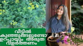 Arutha plant in Malayalam /Arootha /Garden Rue plant should be grown if you have children at home