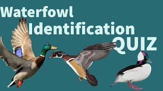 WATERFOWL IDENTIFICATION QUIZ