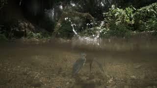 Kingfisher Dive Captured in Slow Motion