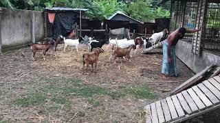 Goat farming BD