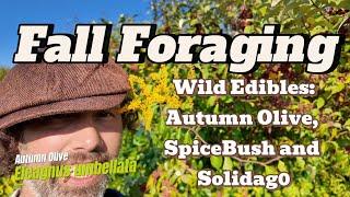 Wild Food- Foraging in Late Summer/ Early Fall