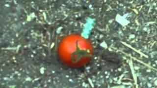 Cherry Tomato Blows Up