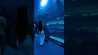 Underwater at the Dubai Mall Aquarium  #shortvideo #aquarium #dubaimall #dubaimallaquarium #shark