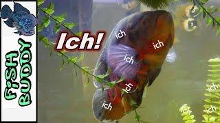 YOU HAVE ICH!