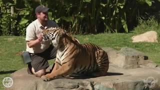 Dreamworld - A day in the life of Tiger Island