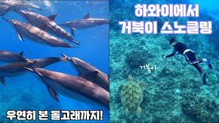 [하와이] 와이키키 거북이 스노클링 | 스노클링 도중 나타난 돌고래 | 오션스타 |