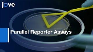 Massively Parallel Reporter Assays (Cultured Mammalian Cells)