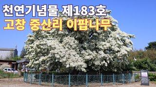 거대한 쌀밥이 나무에 주렁주렁 매달렸다. 천연기념물 제183호 고창 중산리 이팝나무 만개