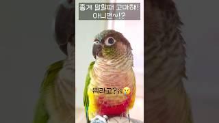 말귀 못알아듣는다고 짜증내며 말하는 앵무새!?#말하는앵무새#shorts