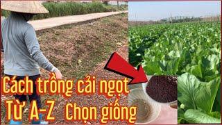 Cách trồng rau cải ngọt gắn ngày và chọn giống năng xuất