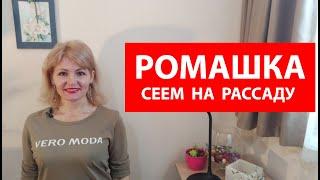 Как сеять многолетнюю ромашку на рассаду