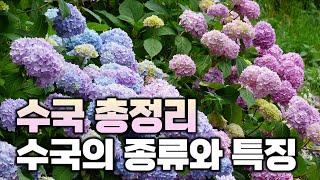 [수국 완전정복 1탄] 넝쿨성 수국부터 잎에 단풍이 드는 수국까지! 다양한 수국의 종류에 대해 한번에 알려드립니다.