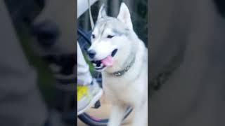 Link to Paradise || #youtubeshorts #paradise #dog