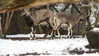 Warszawskie ZOO zimą