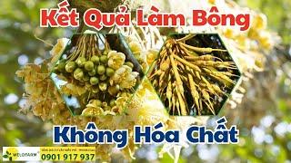 Kết Quả Làm Bông Sầu Riêng Không Hóa Chất WELOFARM