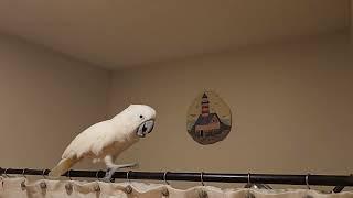 Cockatoo Dramatic Conversation 