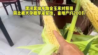 张俊伟392-漯河裴城多酶金玉米对照田，同比根大孕穗早灌浆饱