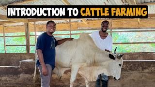 How To Start a Profitable Cattle Farm as a Beginner in 2024: A Step by Step Guide! #cattlefarming