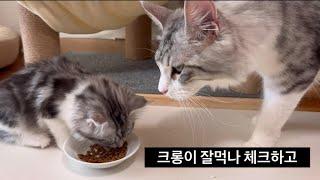 크롱이네 가족이야기 | 딸바보 아빠쿤이와 엄마 쿠키의 육아 스토리 #개냥이 #cat #catlover #귀여운고양이 #kitten #고양이 #메인쿤 #고양이일상 #cutecat