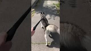 Me and my husky walk in Budapest