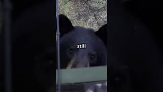 Face-to-Face with a Grizzly: What Would YOU Do? #shorts